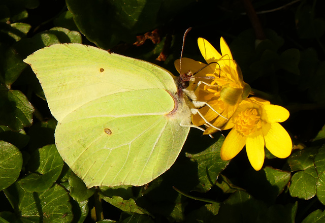 Auf seiner Lieblingsblume (PiP)