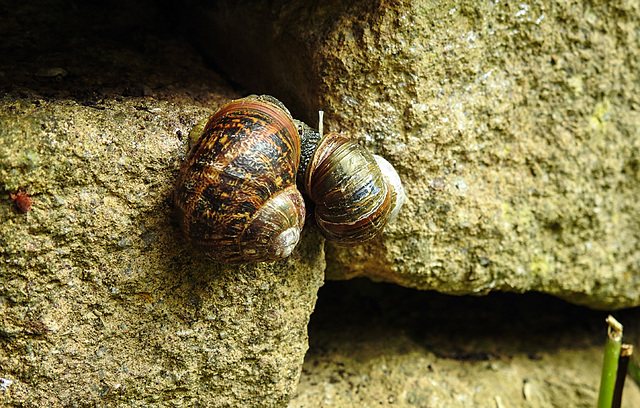 20220517 1017CPw [D~LIP] Gefleckte Weinbergschnecke (Cornu aspersum), Bad Salzuflen