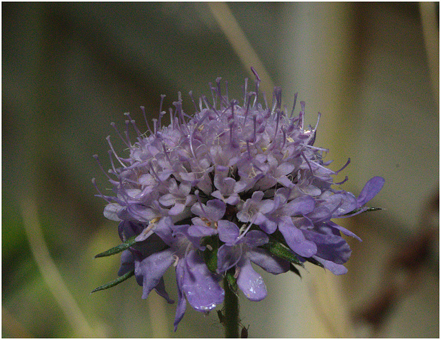 EF7A4049 Field Scabious