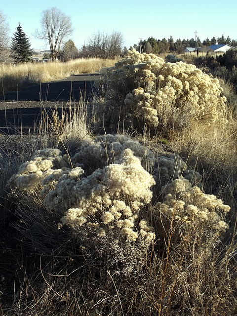 Rabbit brush