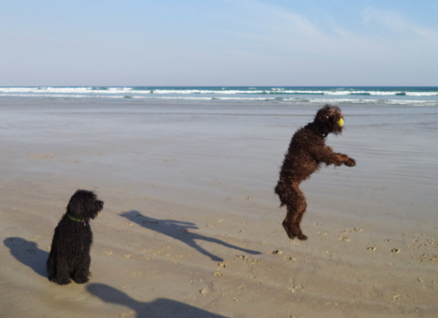 doggies at the beach