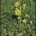 Primula veris