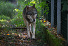 20151010 9260VRTw [D~H] Wolf (Canis lupus), Wisentgehege, Springe-Deister