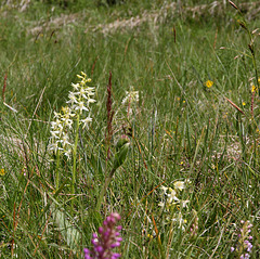 Almwiesen mit wilden Orchideen (PIP - PIC in PIC)