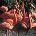 053 Rosa Flamingo im Dresdner Zoo