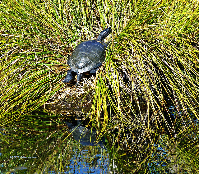 Pazifische Sumpfschildkröte (Actinemys marmorata)