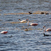 Argentino Lake, Three Chilean Flamingos and Some Other Birds