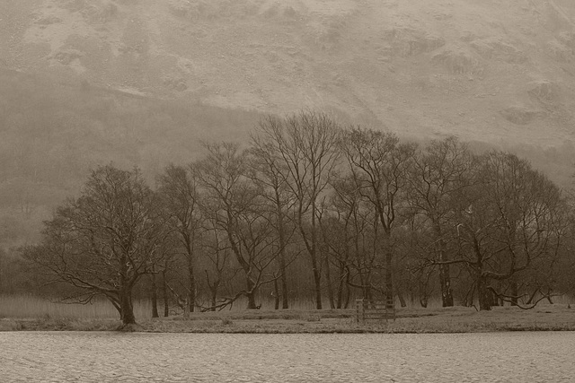 Brotherswater trees in the rain