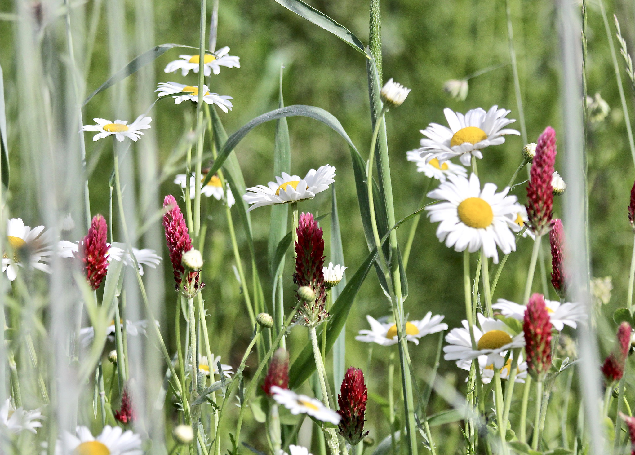 Natur
