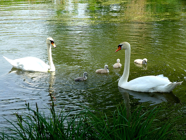 A lovely family