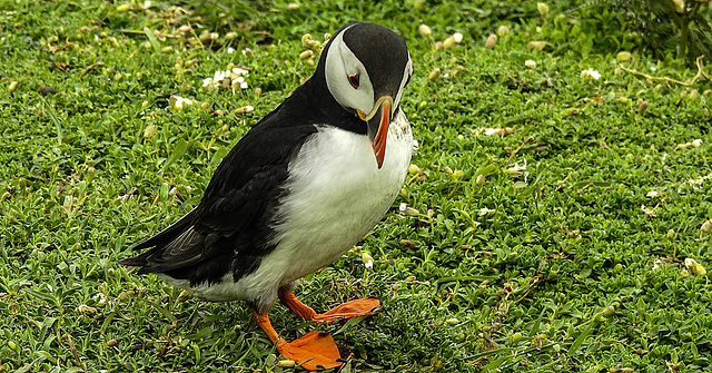 20190612 5095CPw [R~GB] Papageitaucher, Skomer, Wales