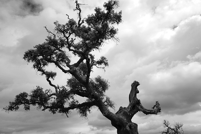 Azinheira, Quercus ilex, BW