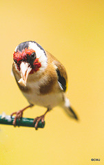 Goldfinch with husked sunflower seed