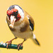 Goldfinch with husked sunflower seed