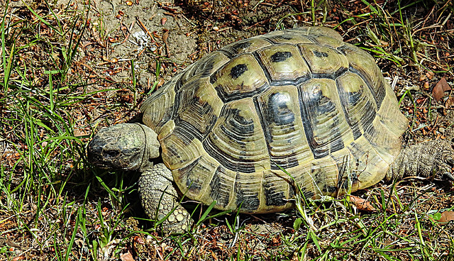 20200516 7365CPw [D~HF] Griechische Landschildkröte, Herford