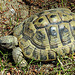 20200516 7365CPw [D~HF] Griechische Landschildkröte, Herford