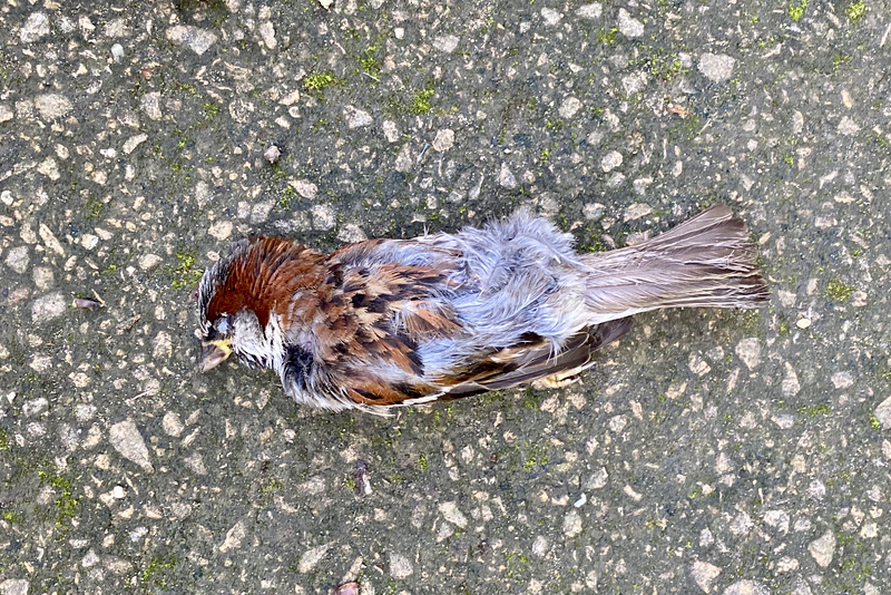 Dead Sparrow