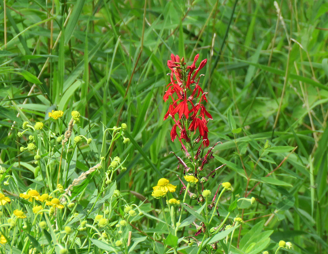 One single stem of Cardinal Flower...