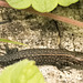 IMG 2489 Common Lizardv2