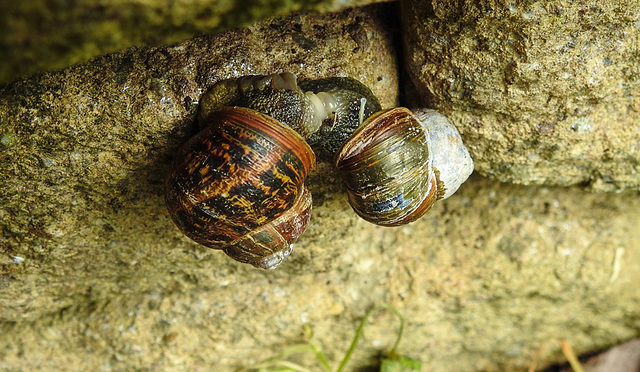 20220517 1018CPw [D~LIP] Gefleckte Weinbergschnecke (Cornu aspersum), Bad Salzuflen