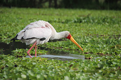 Yellow-billed Stork