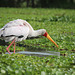 Yellow-billed Stork