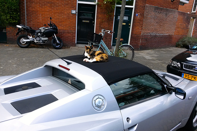 Cat on a car