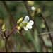 Saxifrage granulé (1)