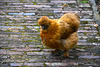 Woolly Chicken