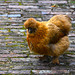 Woolly Chicken