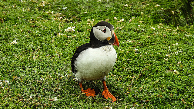 20190612 5096CPw [R~GB] Papageitaucher, Skomer, Wales