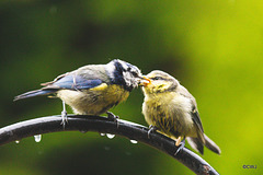 Feeding the bairns