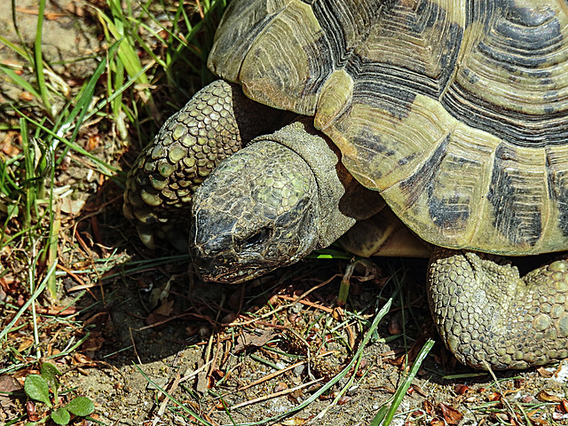 20200516 7366CPw [D~HF] Griechische Landschildkröte, Herford