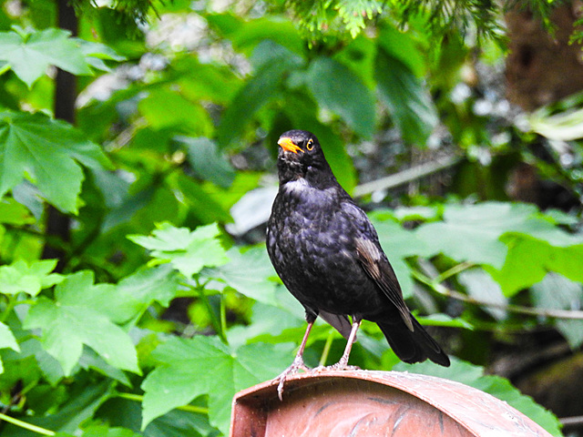 20220517 1019CPw [D~LIP] Amsel, Bad Salzuflen