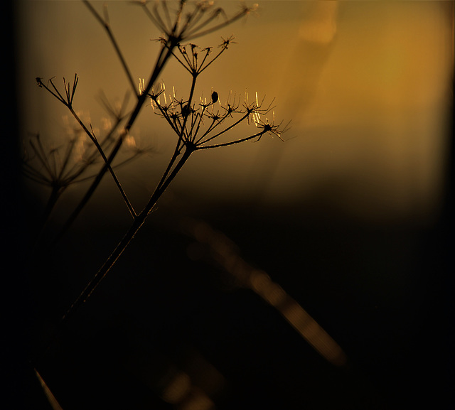 Low Winter Light. Just Before Sunset