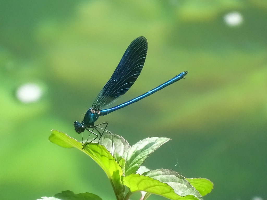 Damsel fly posing for me!