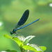 Damsel fly posing for me!