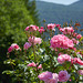 Slovenian Roses for you !