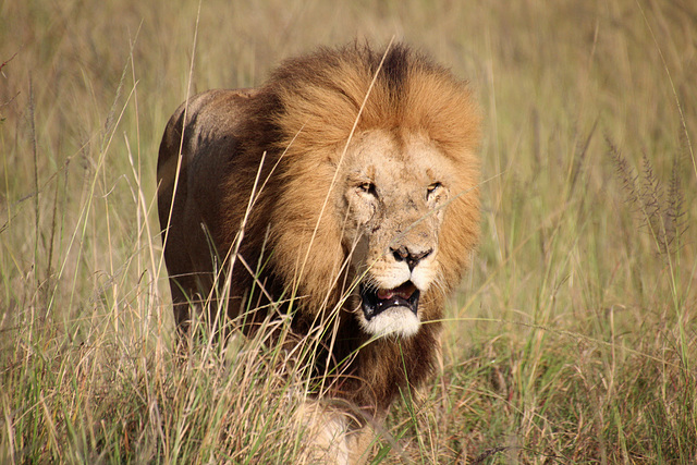 An adult male lion on the prowl.