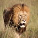 An adult male lion on the prowl.