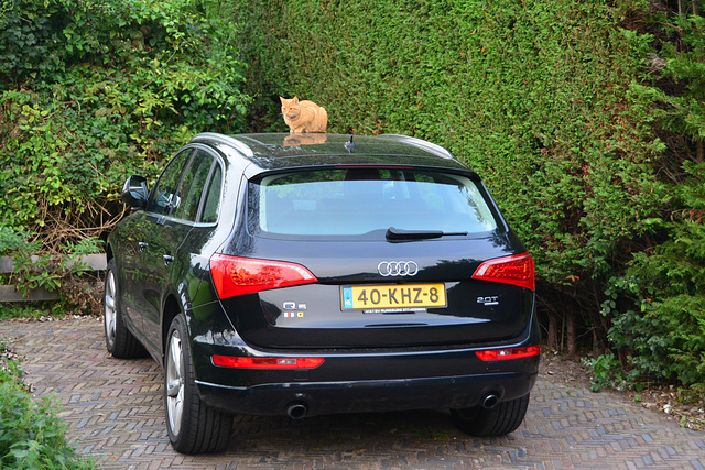 Cat on a car