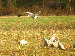 Sandhill cranes