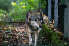 20151010 9261VRTw [D~H] Wolf (Canis lupus), Wisentgehege, Springe-Deister