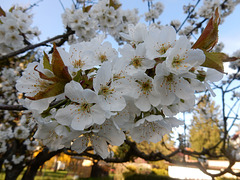 044 Prunus avium bietet erst Blütenpracht und danach leckere Süßkirchen