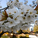 044 Prunus avium bietet erst Blütenpracht und danach leckere Süßkirchen
