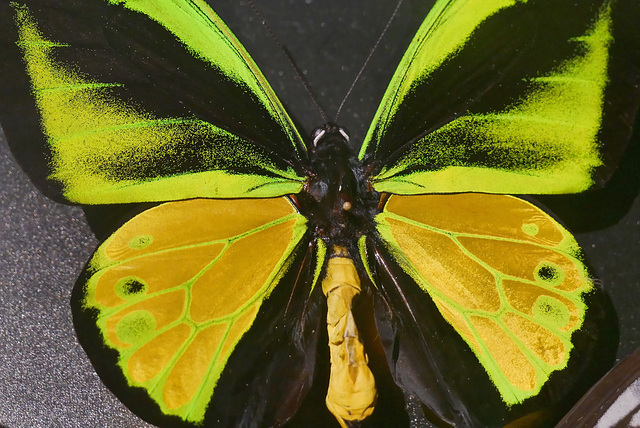 ornithoptera goliath atlas (indonésie)