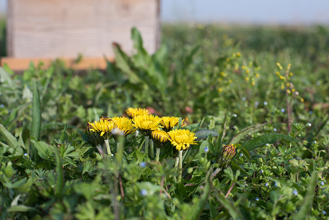 Dandelions getting out of sleep