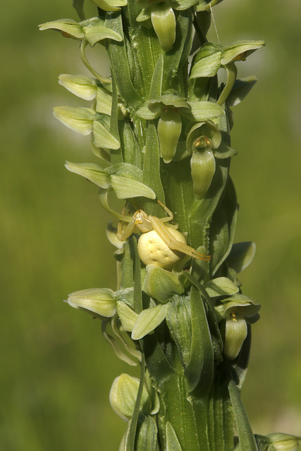 Crab Spider and Bog Orchid