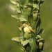 Crab Spider and Bog Orchid