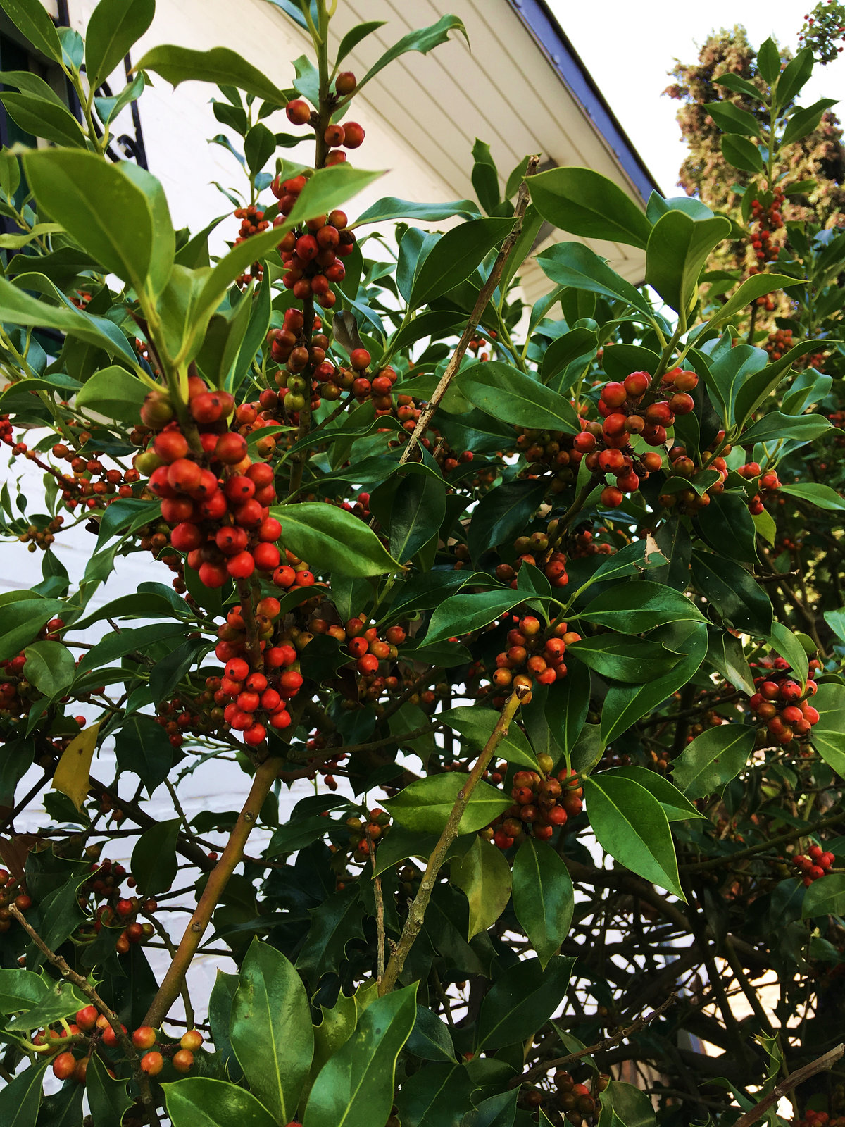 Boules rouges